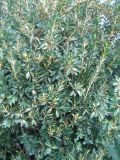Смотреть изображение Euonymus japonicus