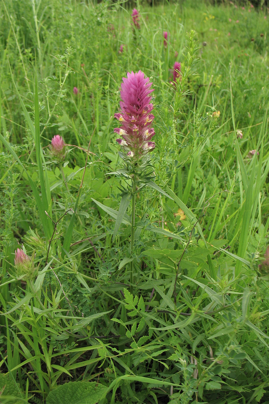 Image of Melampyrum arvense specimen.