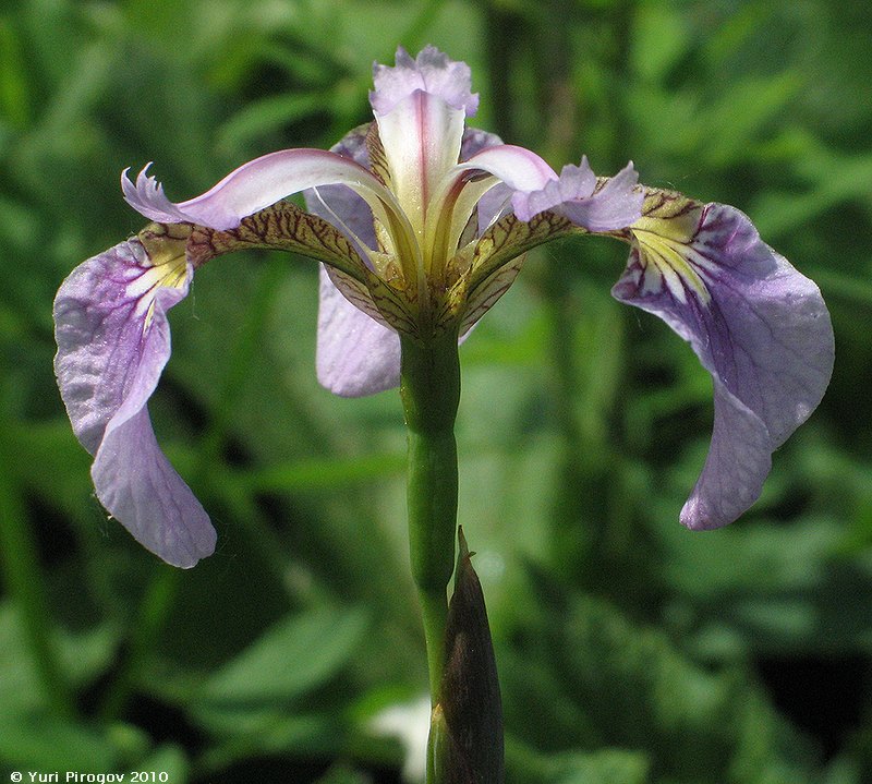 Изображение особи Iris setosa.