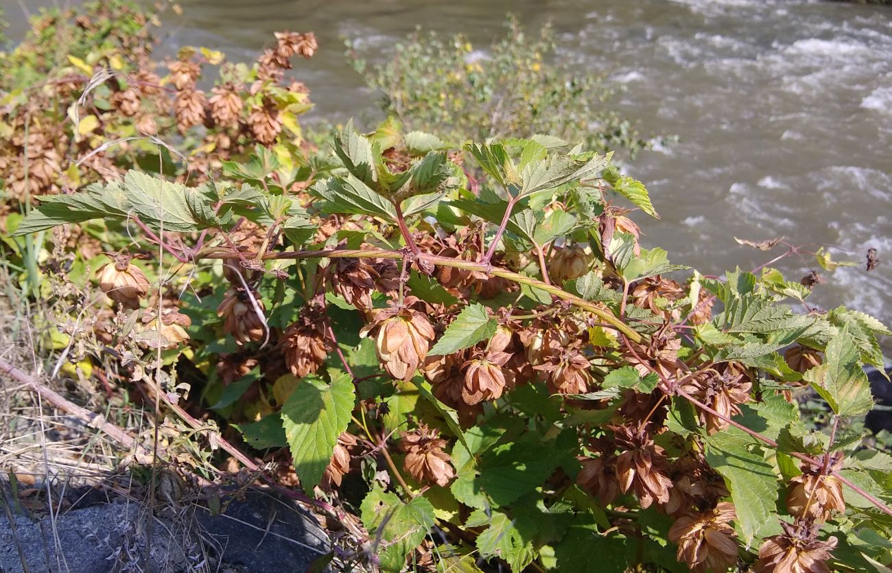 Image of Humulus lupulus specimen.