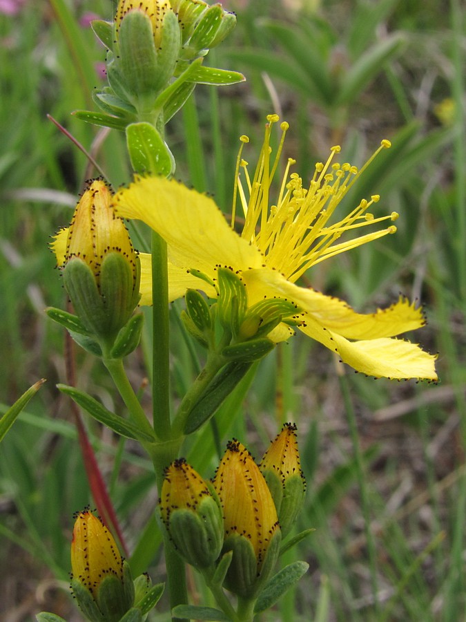 Image of Hypericum linarioides ssp. alpestre specimen.