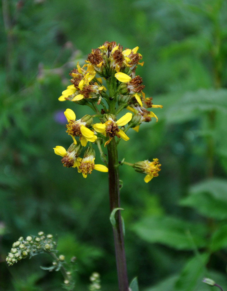 Image of Ligularia altaica specimen.