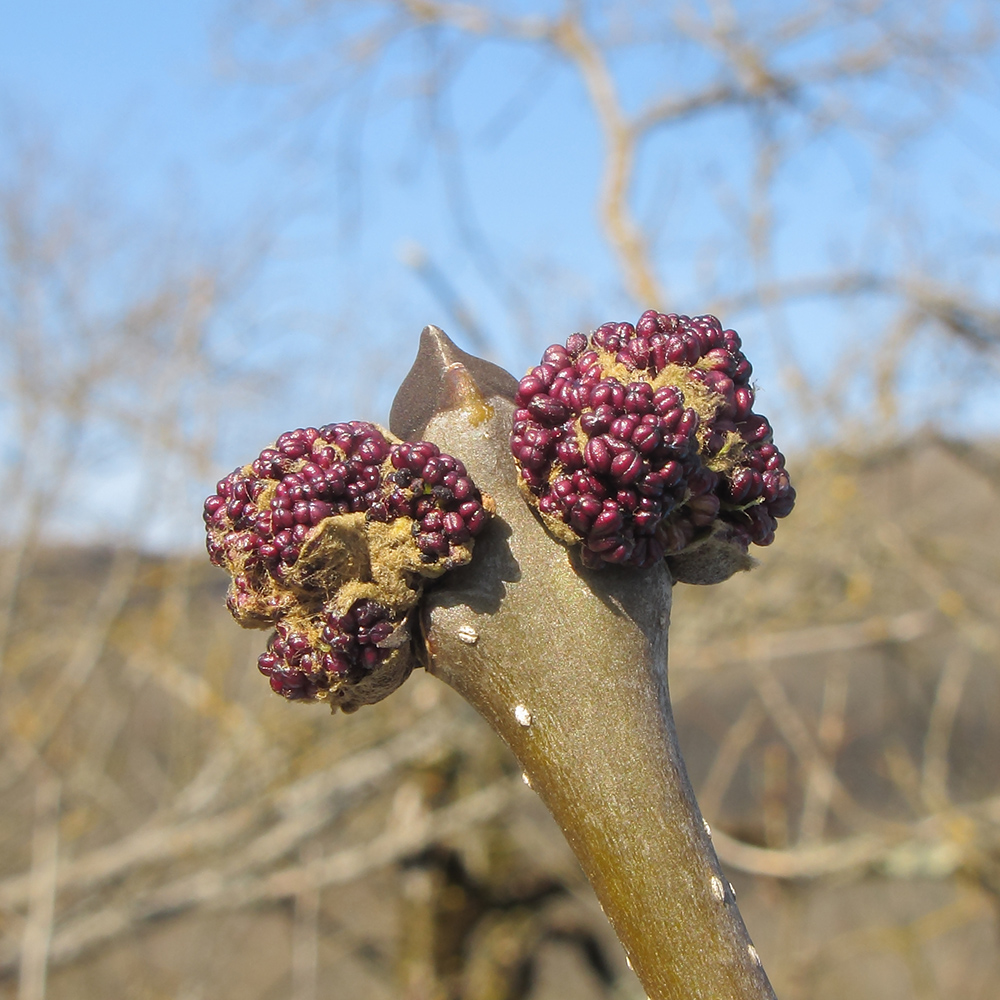 Изображение особи Fraxinus excelsior.