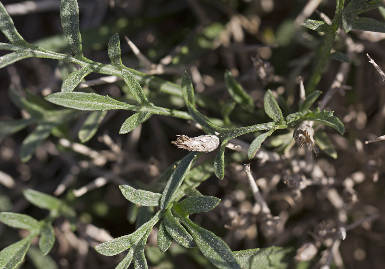 Изображение особи Centaurea spinosa.