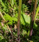 Anthriscus sylvestris