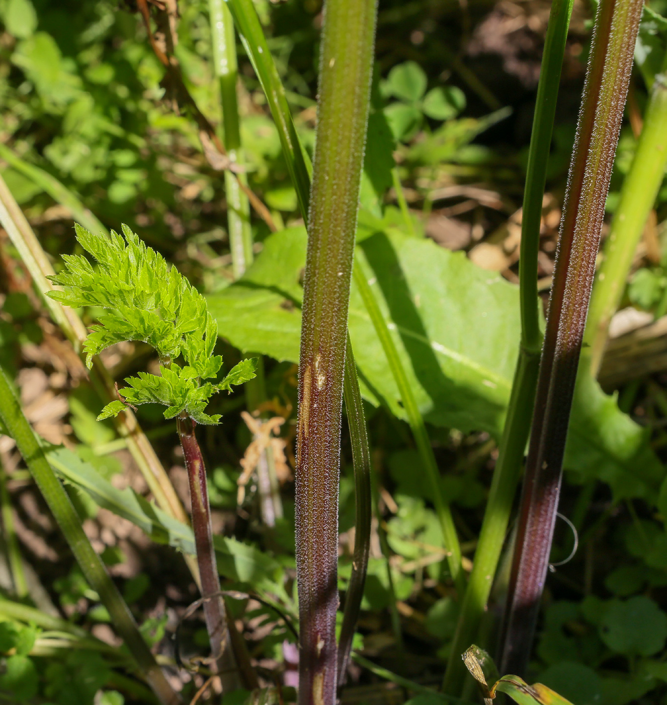 Изображение особи Anthriscus sylvestris.