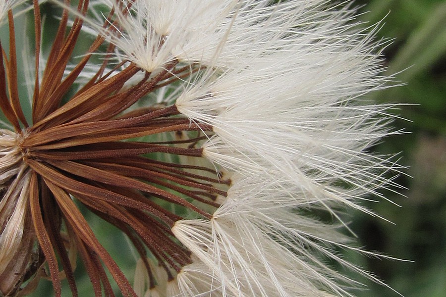 Image of Leontodon biscutellifolius specimen.