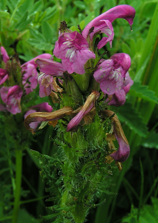 Image of Pedicularis uliginosa specimen.