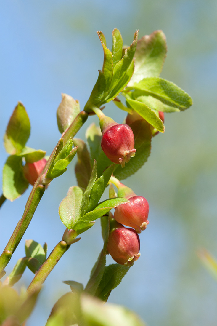 Image of Vaccinium myrtillus specimen.