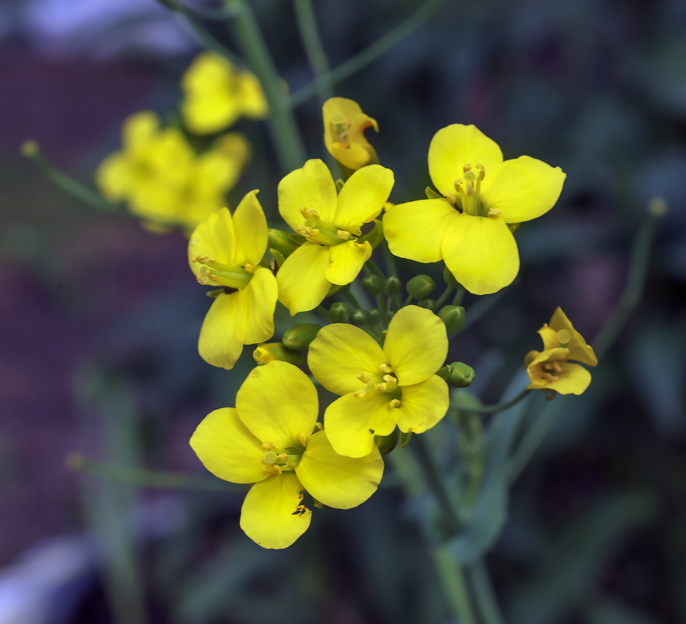 Image of Brassica campestris specimen.