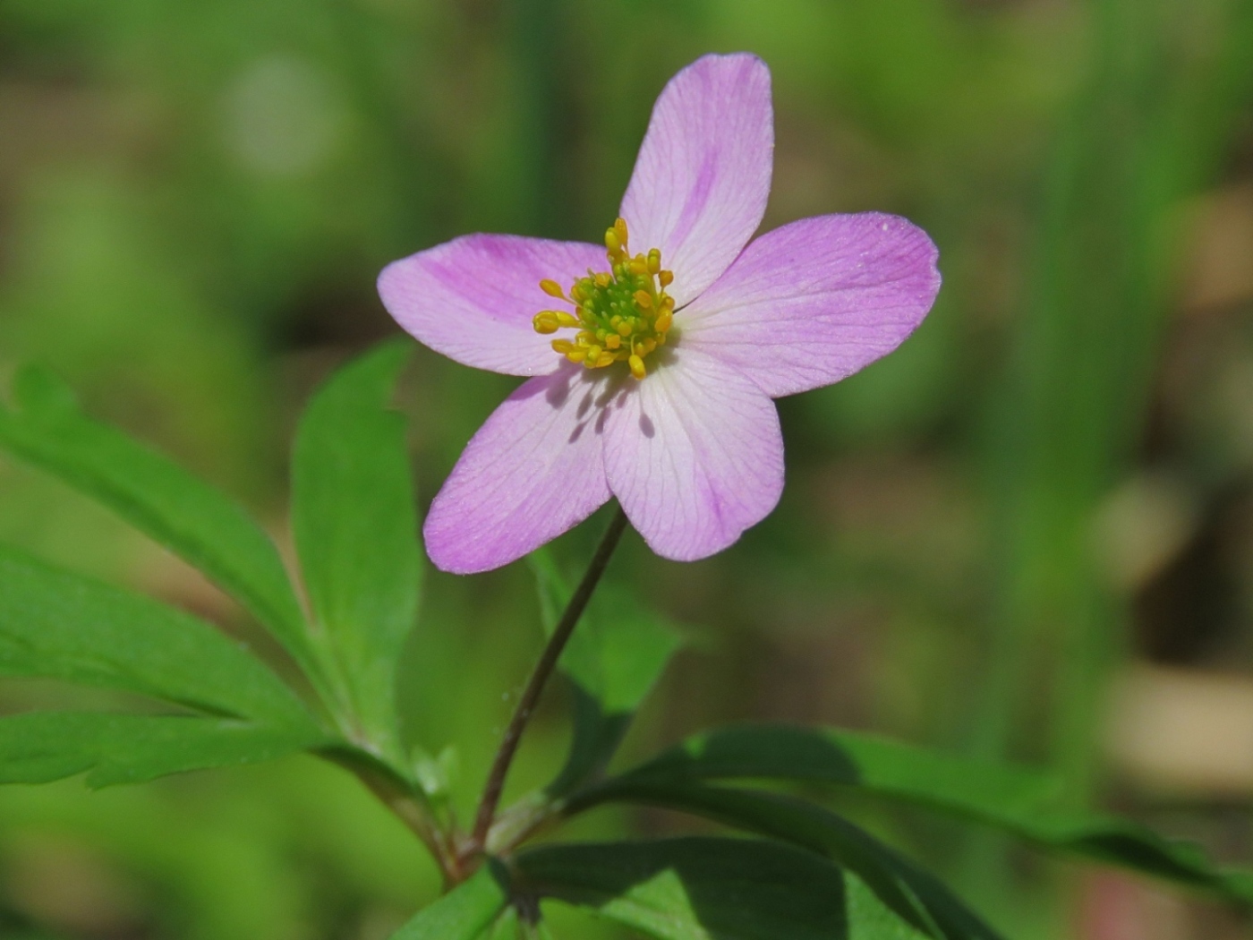 Image of Anemone caerulea specimen.