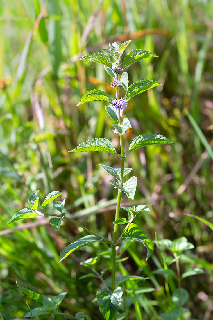 Изображение особи Mentha arvensis.