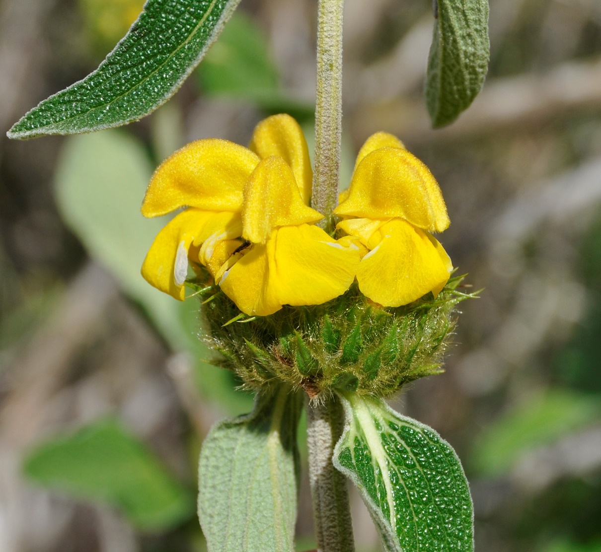 Изображение особи Phlomis lunariifolia.