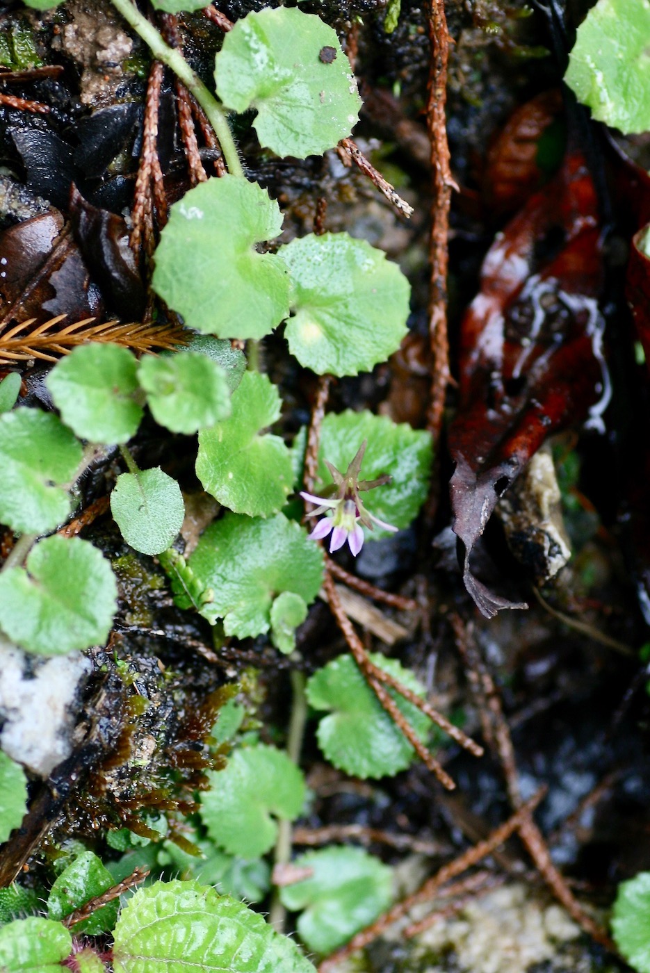 Image of Lobelia nummularia specimen.