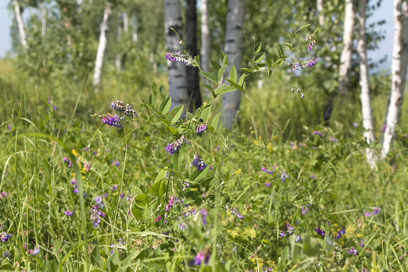 Image of Vicia pseudorobus specimen.