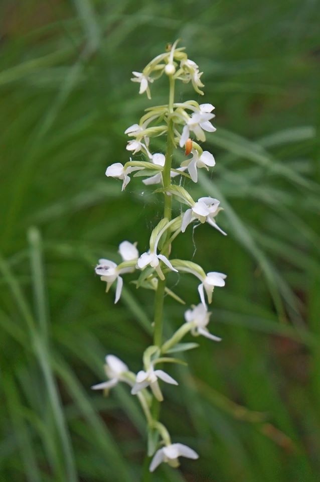 Изображение особи Platanthera bifolia.