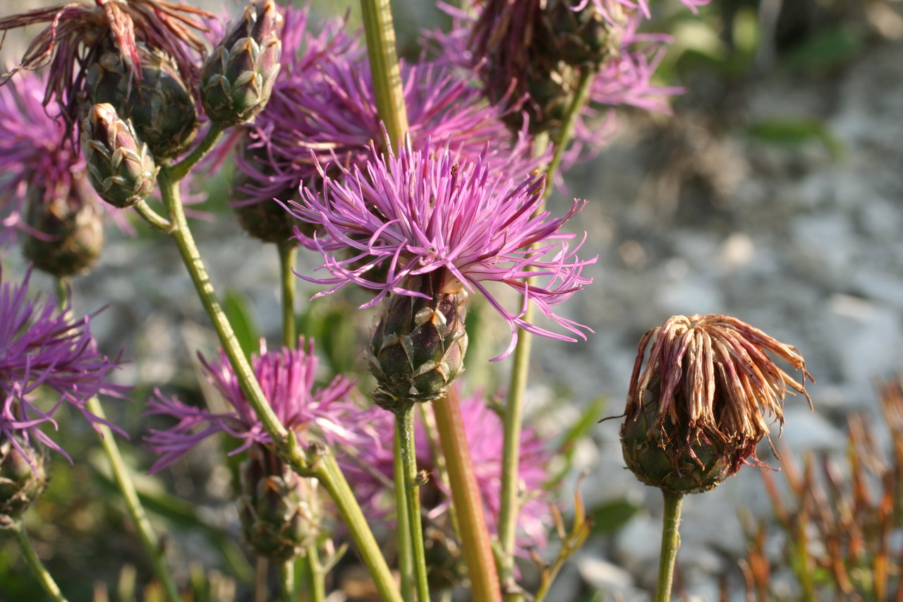 Image of Centaurea jankae specimen.