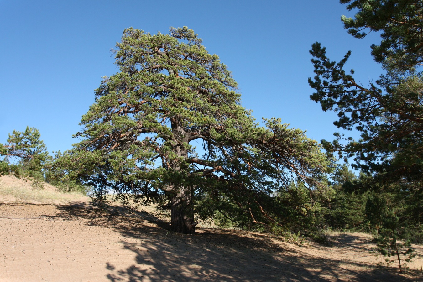 Изображение особи Pinus sylvestris.