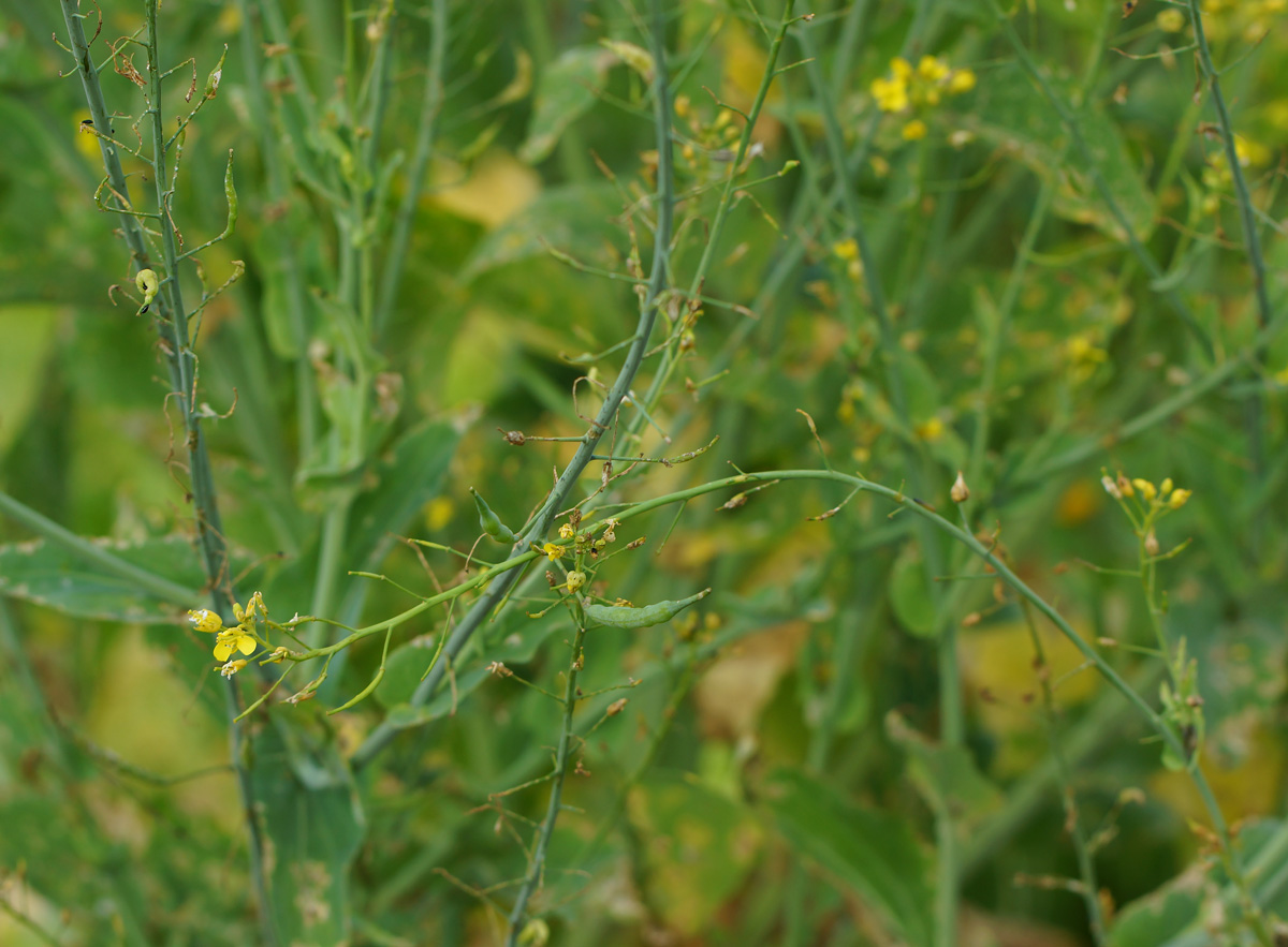 Изображение особи Brassica rapa ssp. pekinensis.