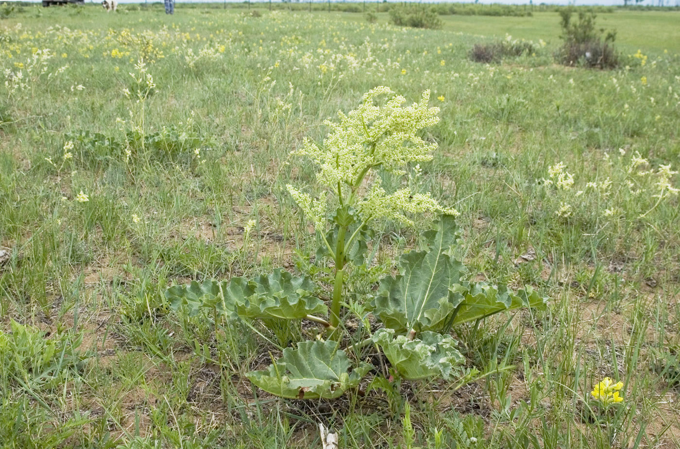 Изображение особи Rheum rhabarbarum.