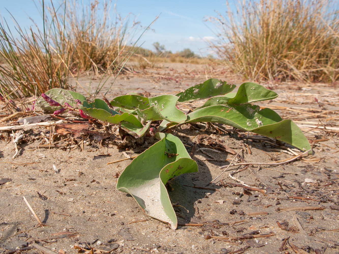 Image of Limonium scoparium specimen.