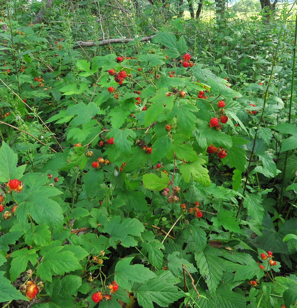 Изображение особи Rubus crataegifolius.