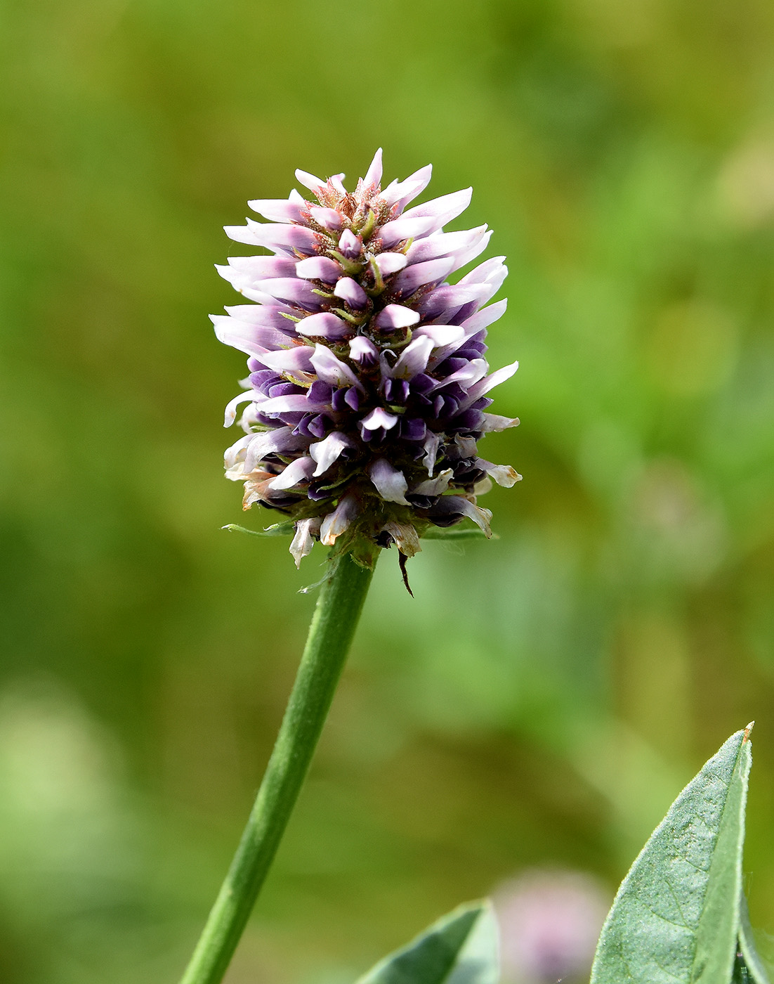 Изображение особи Glycyrrhiza echinata.