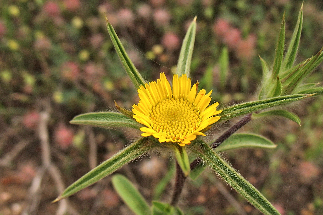 Image of Pallenis spinosa specimen.