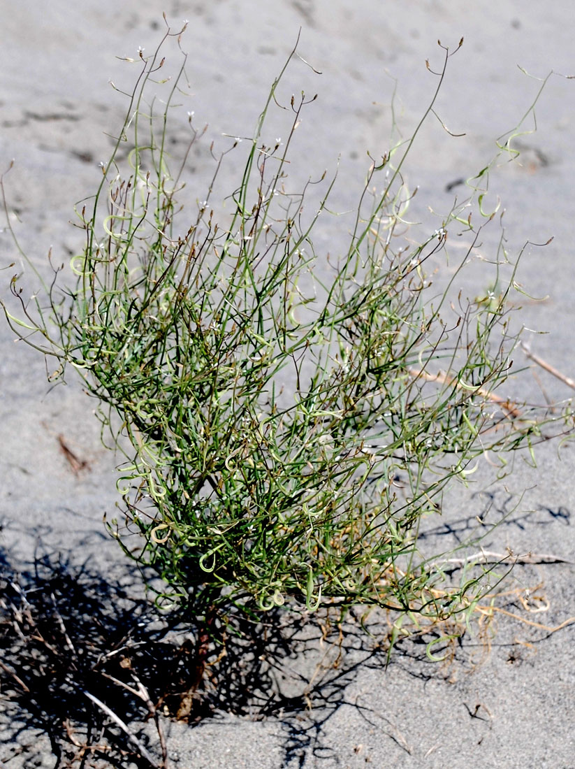 Image of Spirorhynchus sabulosus specimen.