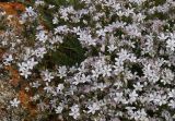 Gypsophila patrinii variety caespitosa