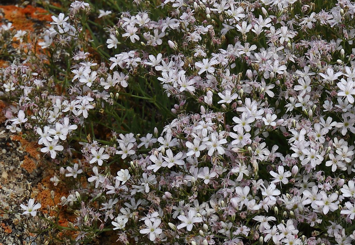 Изображение особи Gypsophila patrinii var. caespitosa.