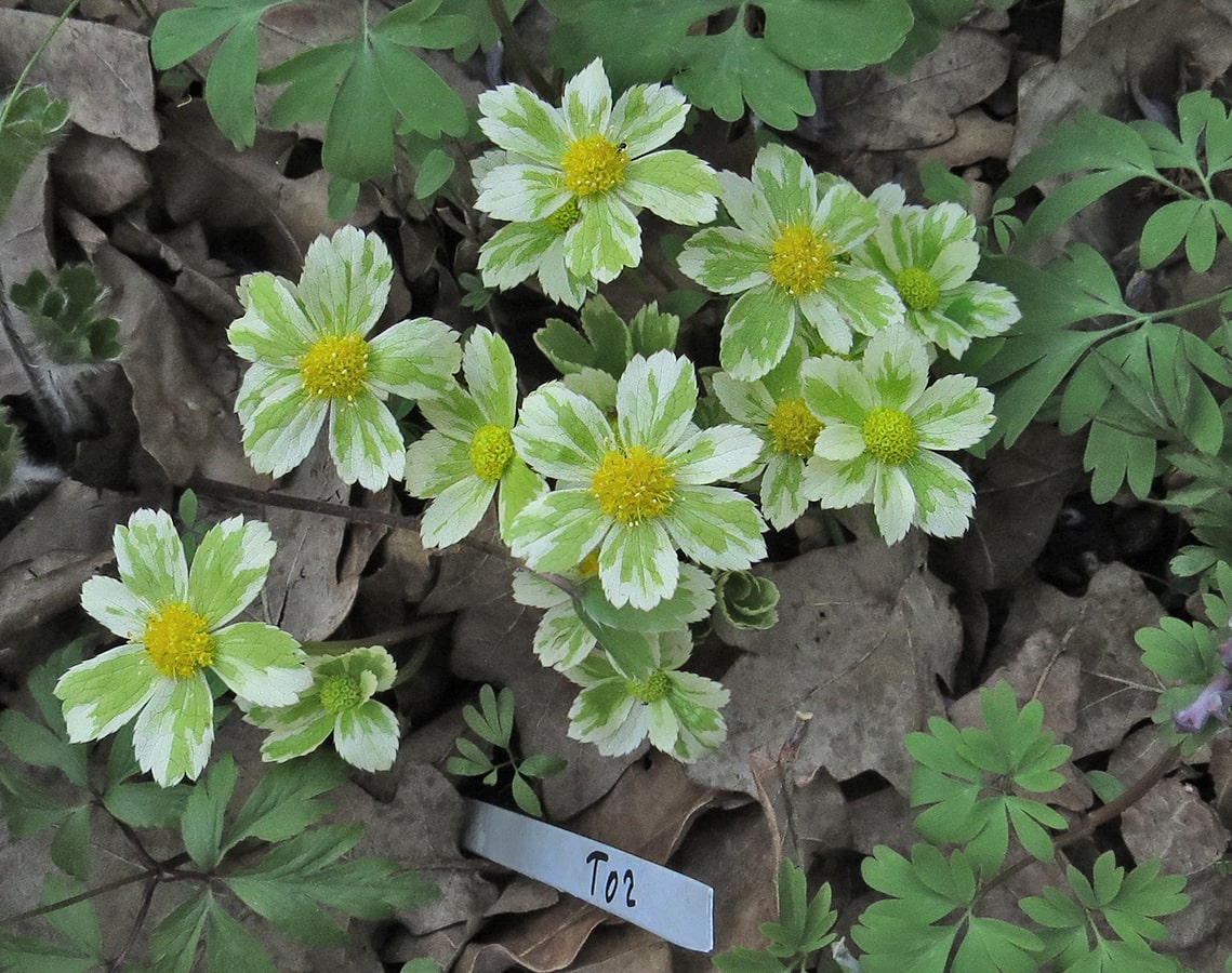 Image of Hacquetia epipactis specimen.