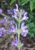 Salvia virgata