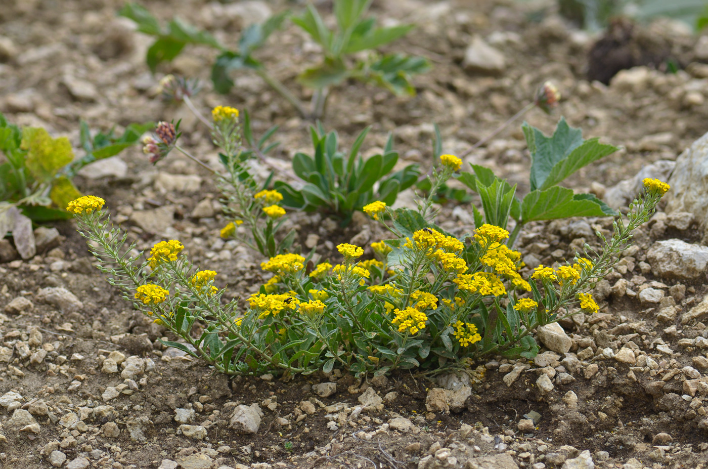 Image of Alyssum trichostachyum specimen.