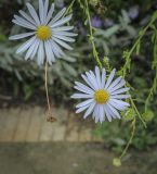 familia Asteraceae. Соцветие-корзинка. Москва, ботанический сад МГУ \"Аптекарский огород\", в культуре. 02.09.2021.