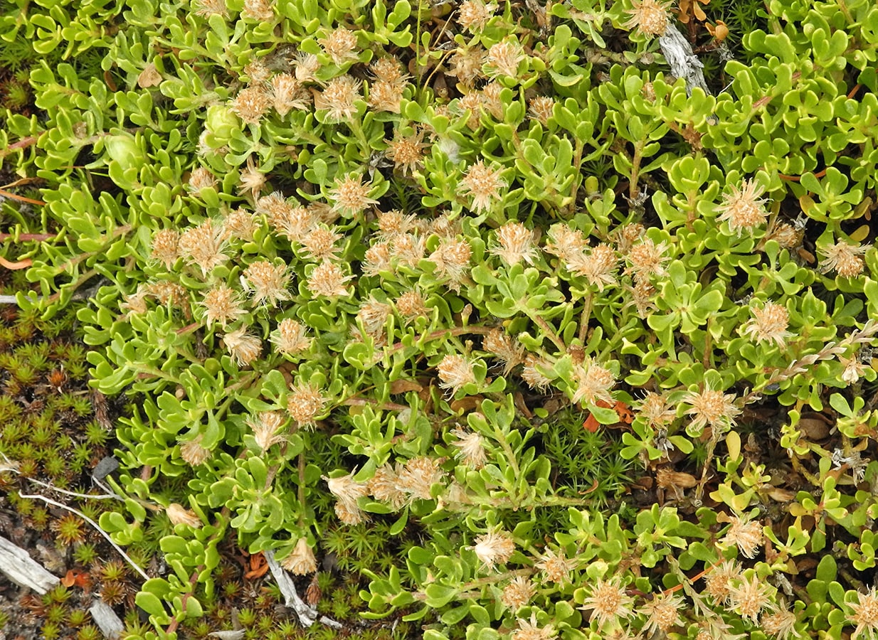 Image of Baccharis tricuneata specimen.