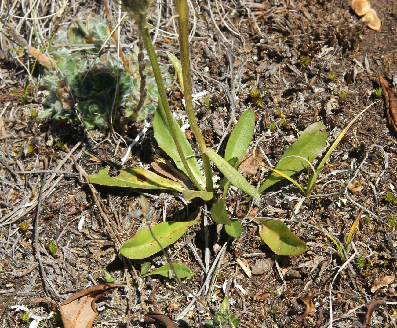 Изображение особи Crepis chrysantha.