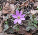 Смотреть изображение Hepatica insularis