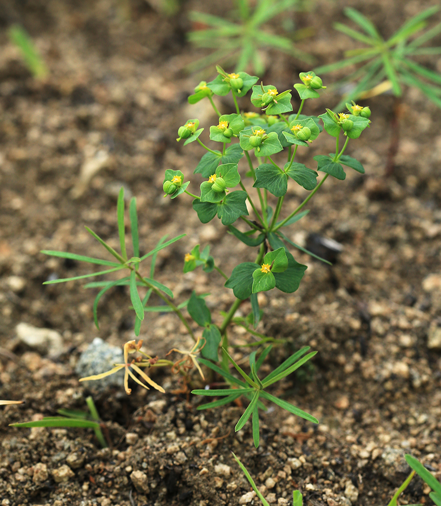 Image of Euphorbia leoncroizatii specimen.