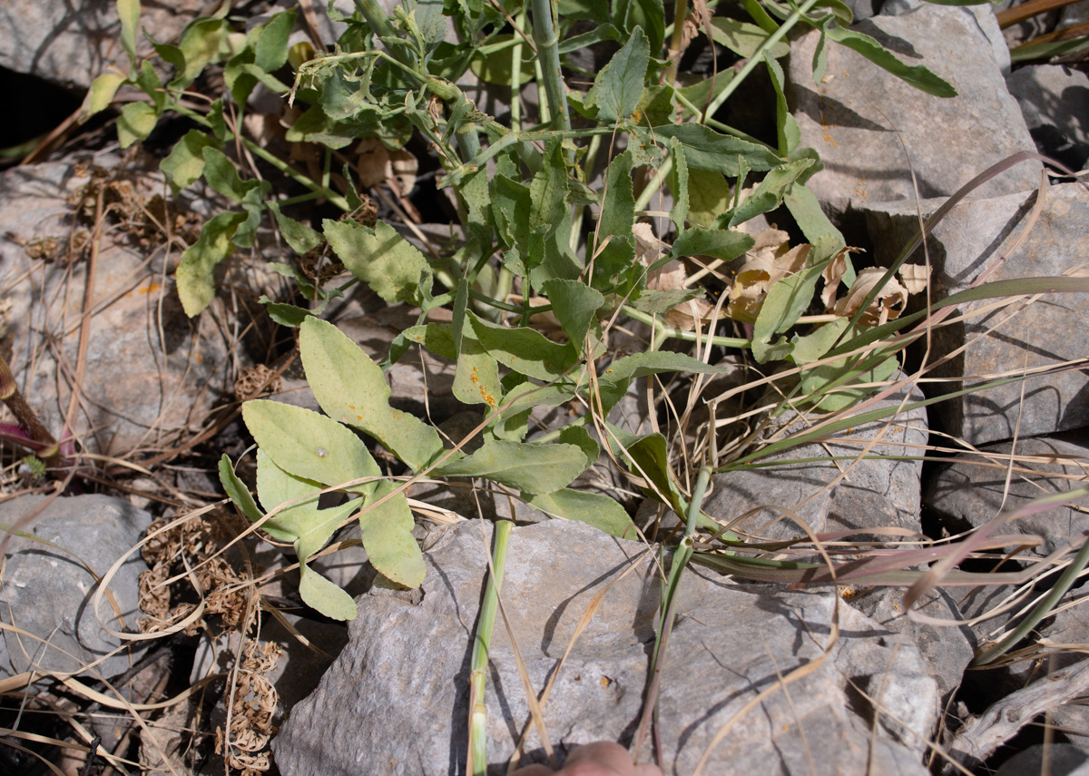 Image of Heptaptera anisopetala specimen.