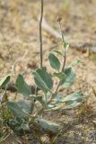 Haplophyllum robustum. Бутонизирующее растение. Узбекистан, Бухарская обл., окр. оз. Тудакуль, закреплённые пески. 4 мая 2022 г.