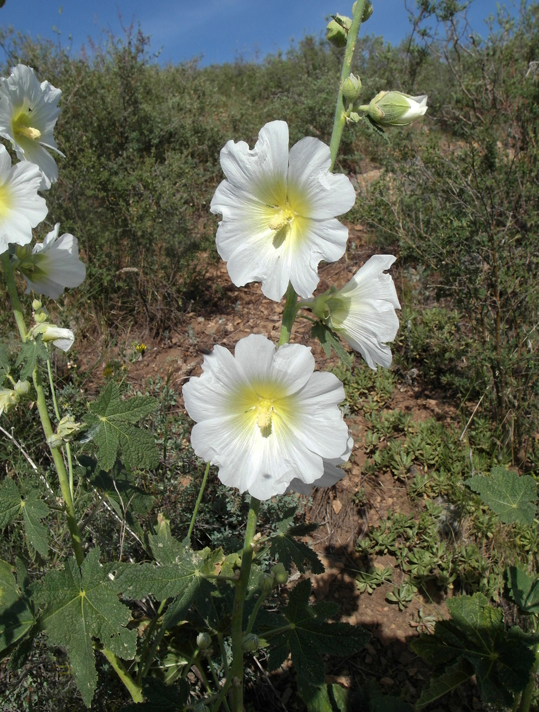 Image of Alcea nudiflora specimen.