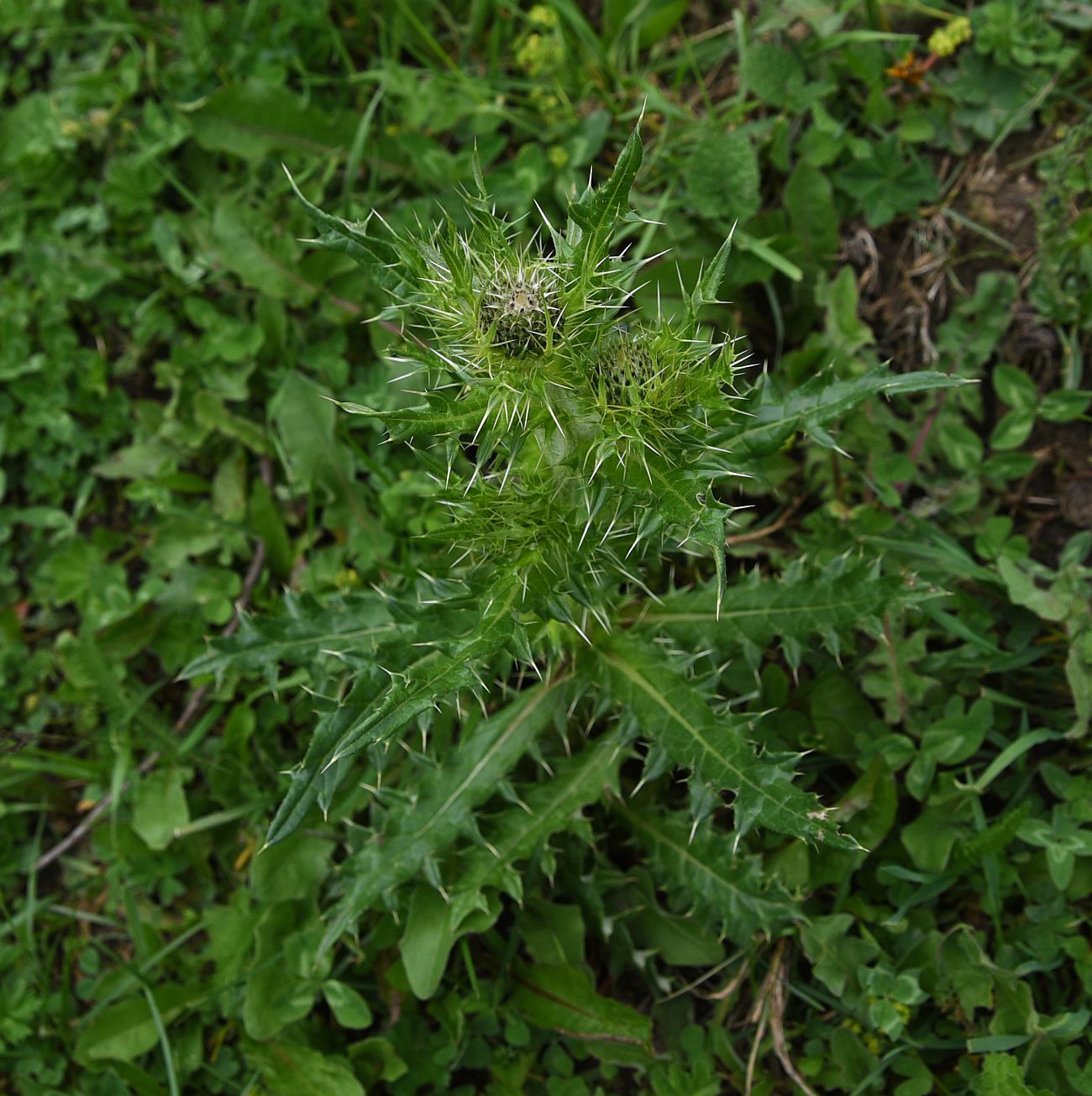 Image of genus Cirsium specimen.