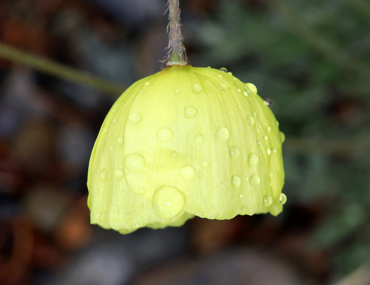 Image of genus Papaver specimen.