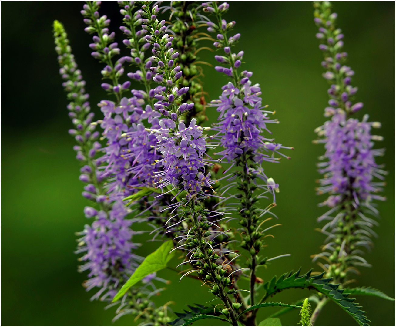 Image of Veronica longifolia specimen.