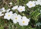 Phlox sibirica