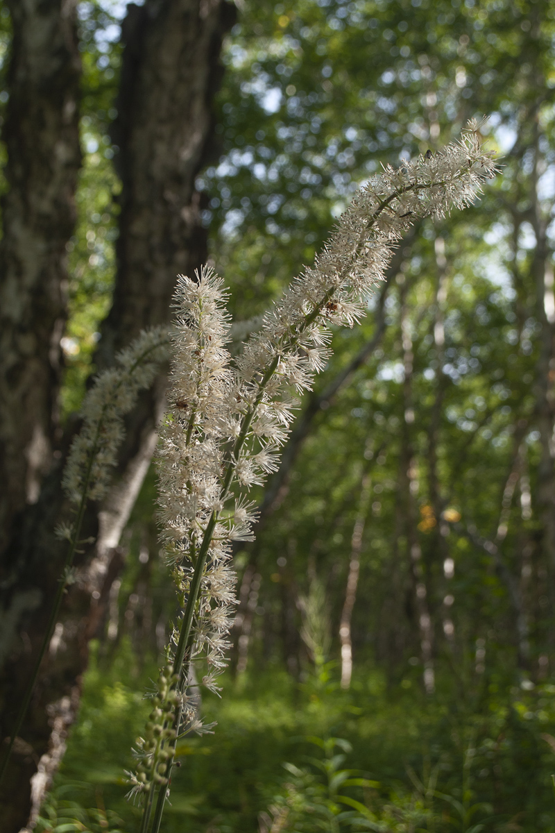 Изображение особи Cimicifuga simplex.