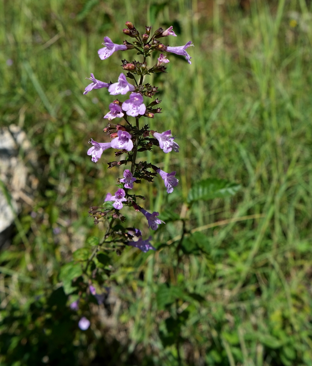 Изображение особи род Clinopodium.