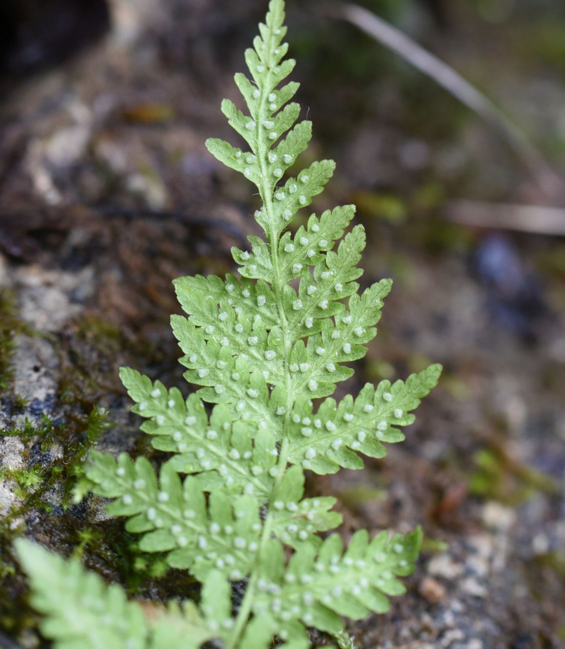 Image of Woodsia caucasica specimen.