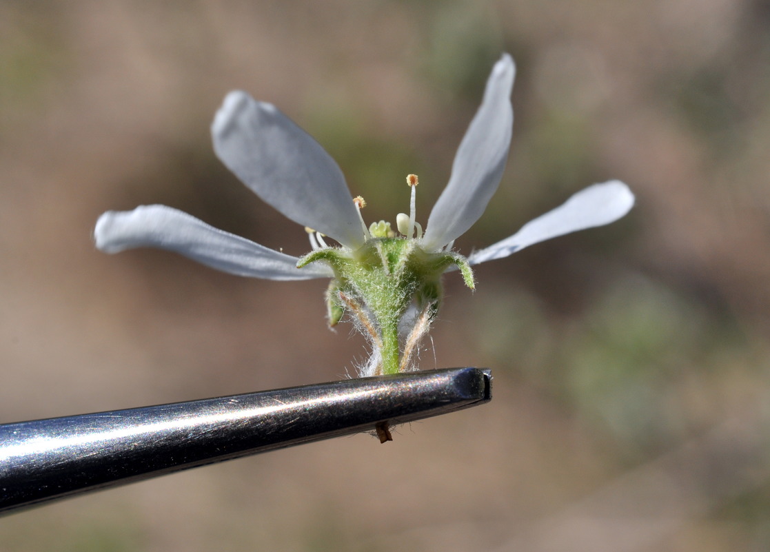 Image of Amelanchier alnifolia specimen.